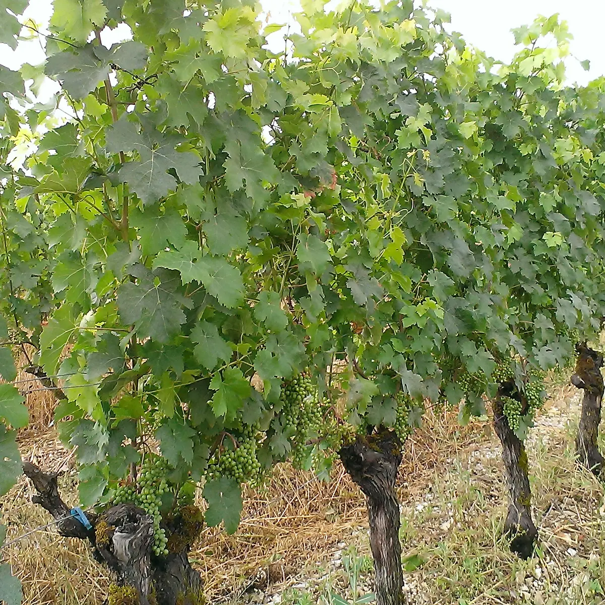 Vignes