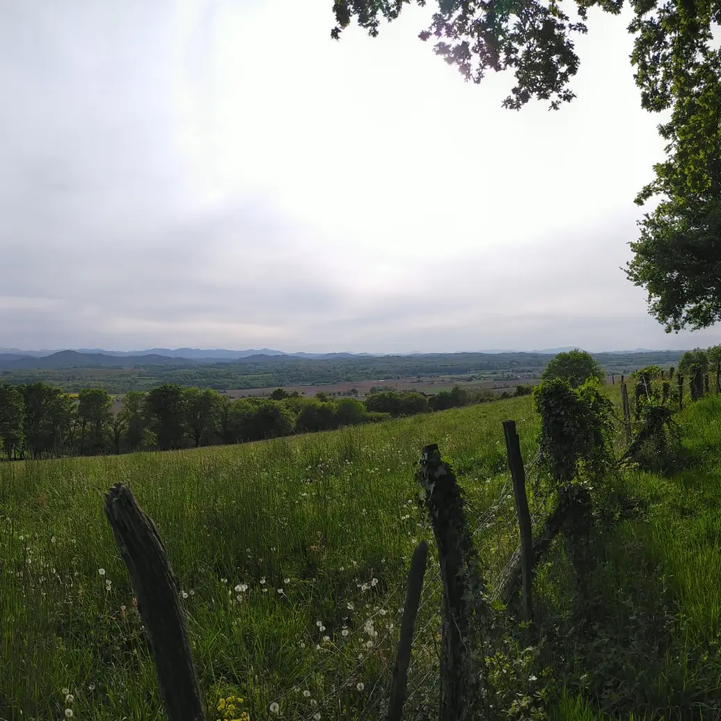 Une fôret de chênes remarquables