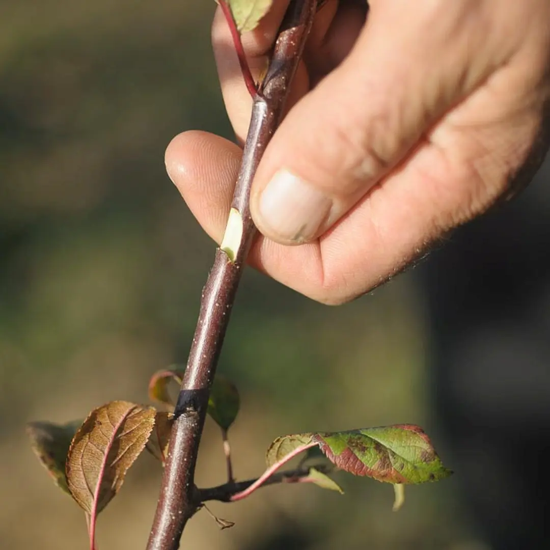 pepiniere-6