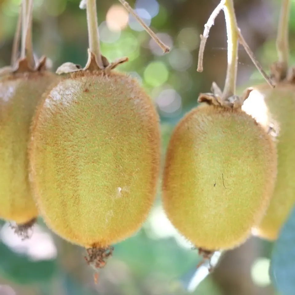 Jean Marc Maisonnave