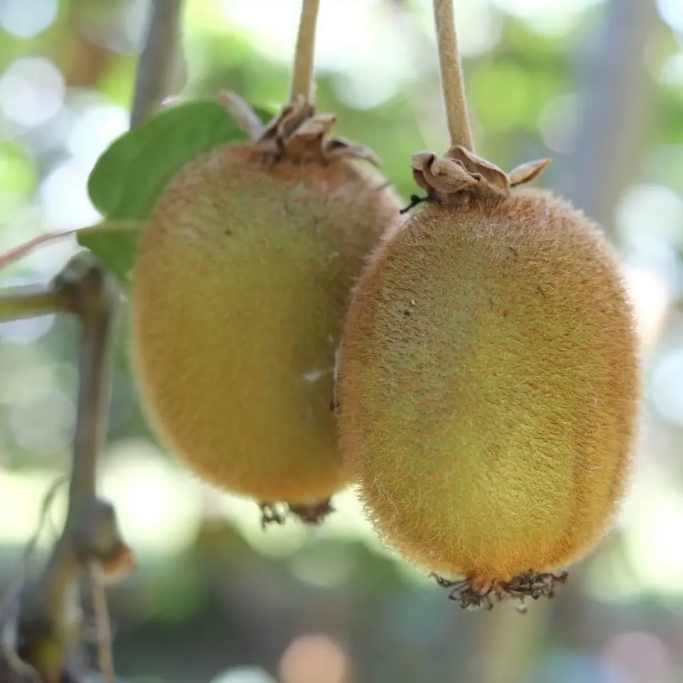 Jean Marc Maisonnave