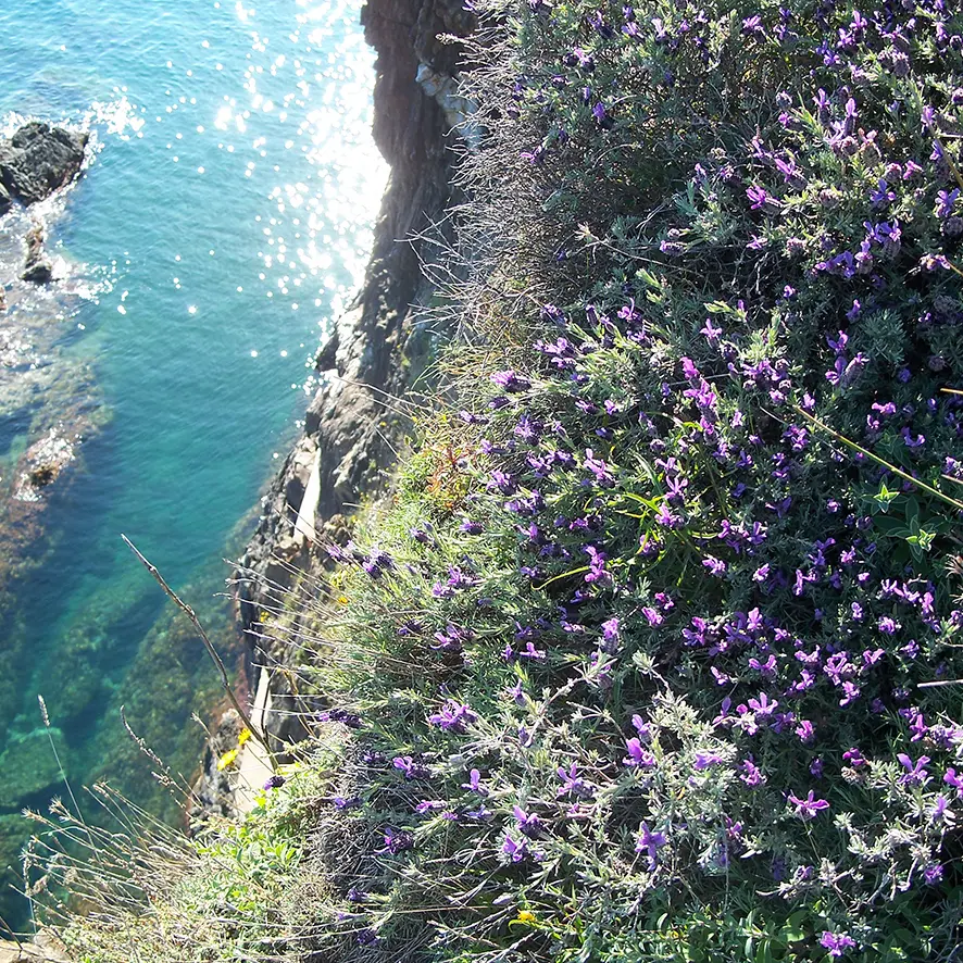 Argeles-nature-criques-de-porteils