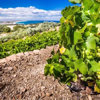 Domaine St Thomas 1