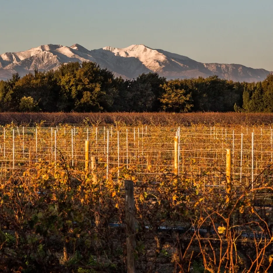 Domaine St Thomas 2