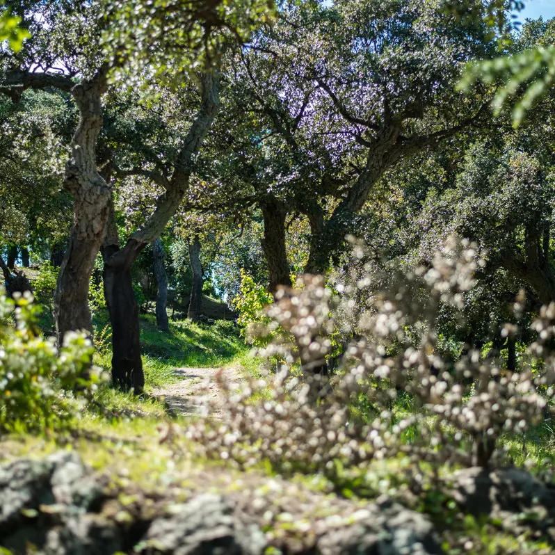 PARC_MUNICIPAL_DE_VALMY-ArgelesTourisme-Stephane_FERRER-5670-1200px