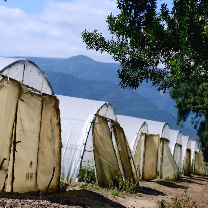 herbe du roussillon