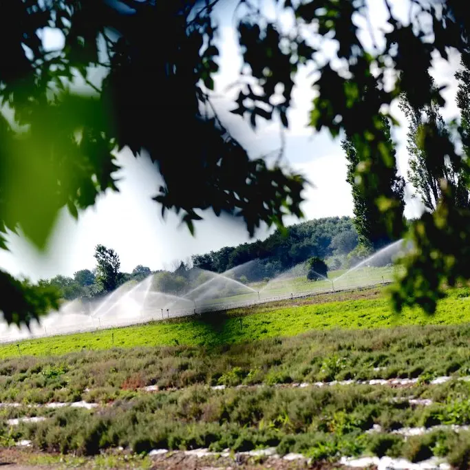 herbe du roussillon