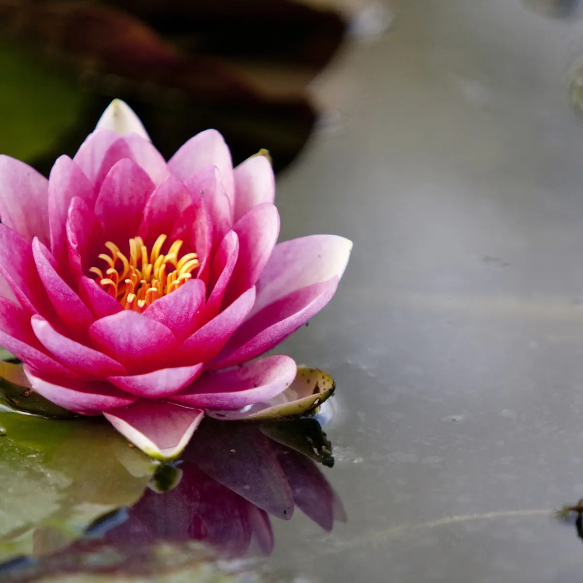 jard-anglais-chalons-champagne-fleur