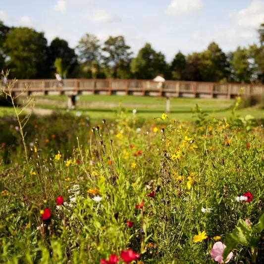 jard-anglais-chalons-fleurs J.C. Nicolle