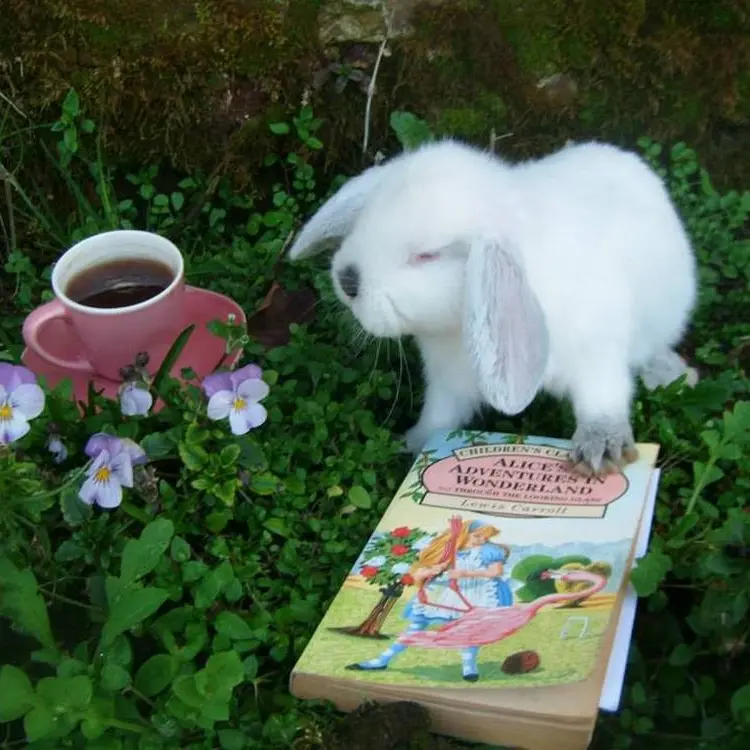 Lapins du Monde de Joy < Haution < Thiérache < Aisne < Picardie