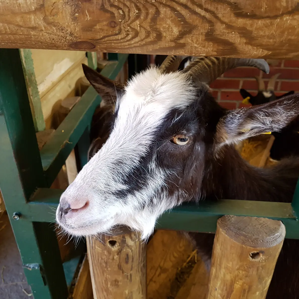 Ferme Marcel Dhenin © Lille Tourisme (5)