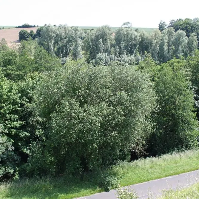 Falaise < Tupigny < Aisne < Picardie