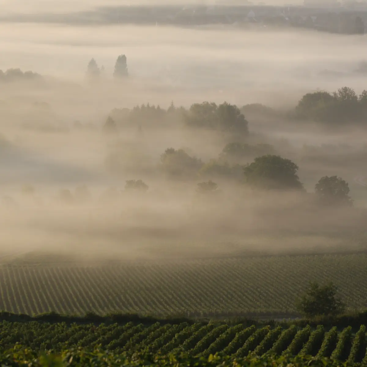 vallée de la Marne
