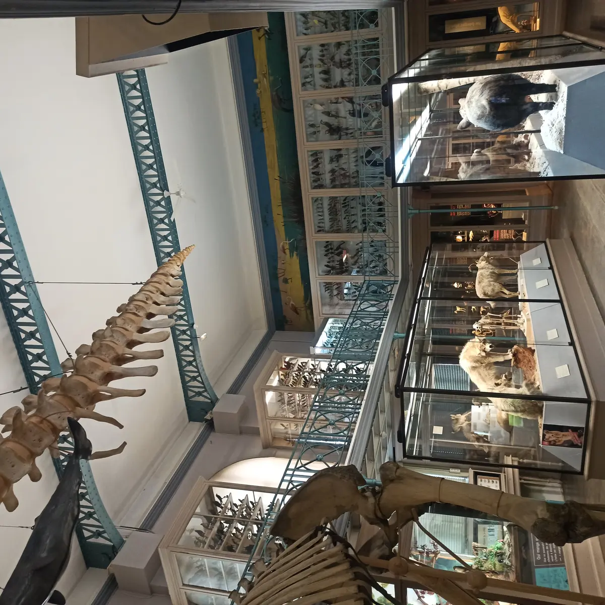 Musée d'Histoire Naturelle