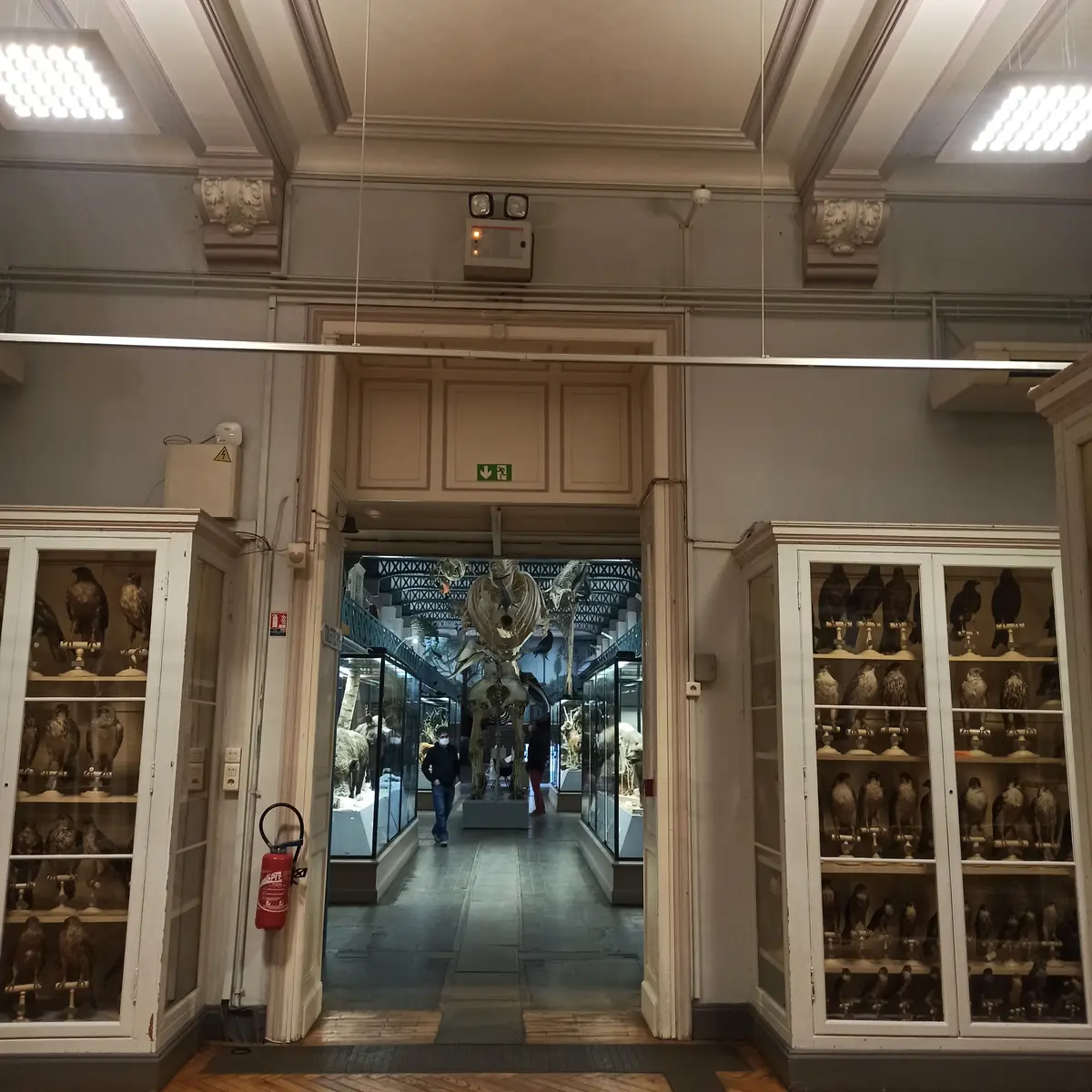 Musée d'Histoire Naturelle