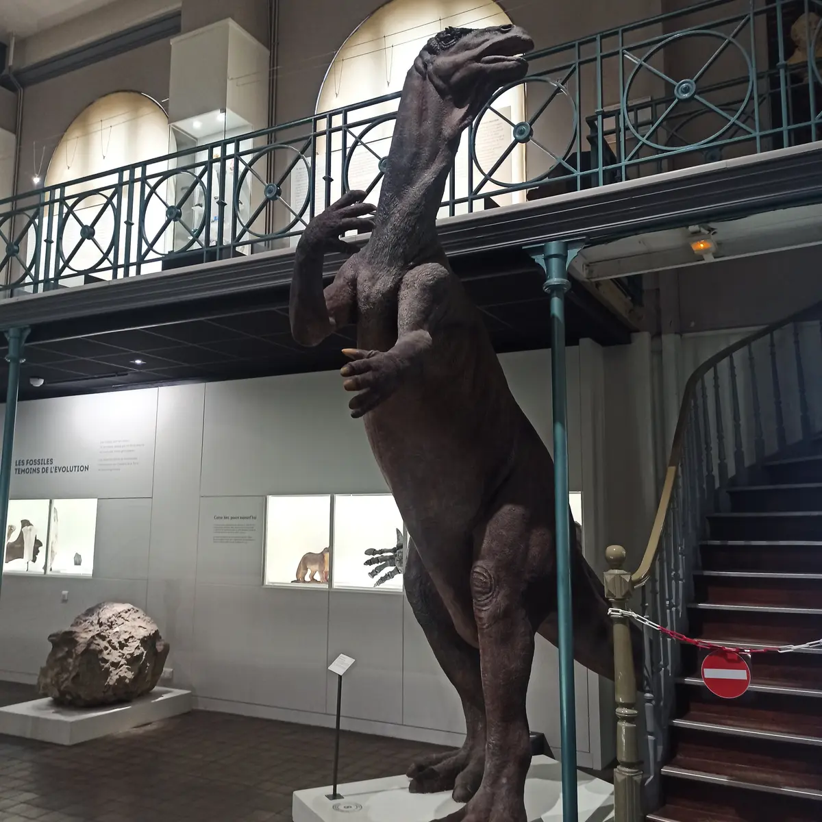 Musée d'Histoire Naturelle