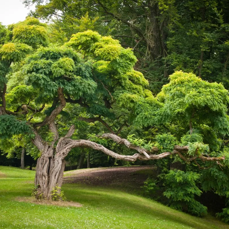 Parc des Buttes Chaumont