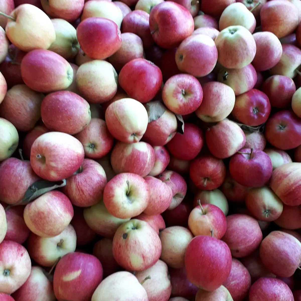 Pommes_Benoit VENET_Les Vergers de Thiérache
