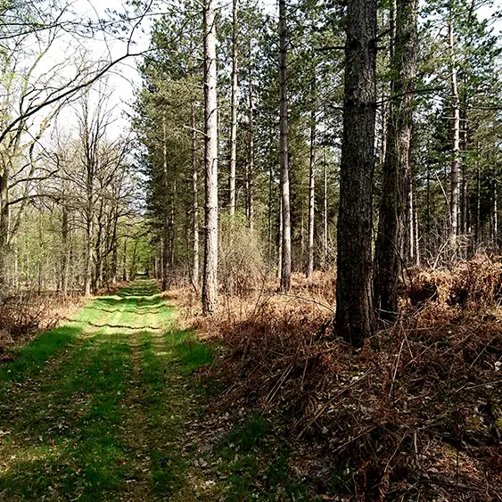 Forêt domaniale de Vauclair III < Bouconville-Vauclair < Aisne < Picardie