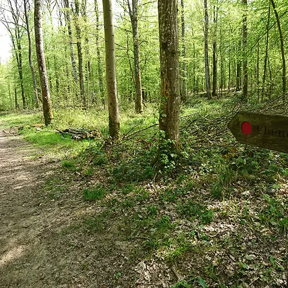 Forêt domaniale de Vauclair IV < Bouconville-Vauclair < Aisne < Picardie