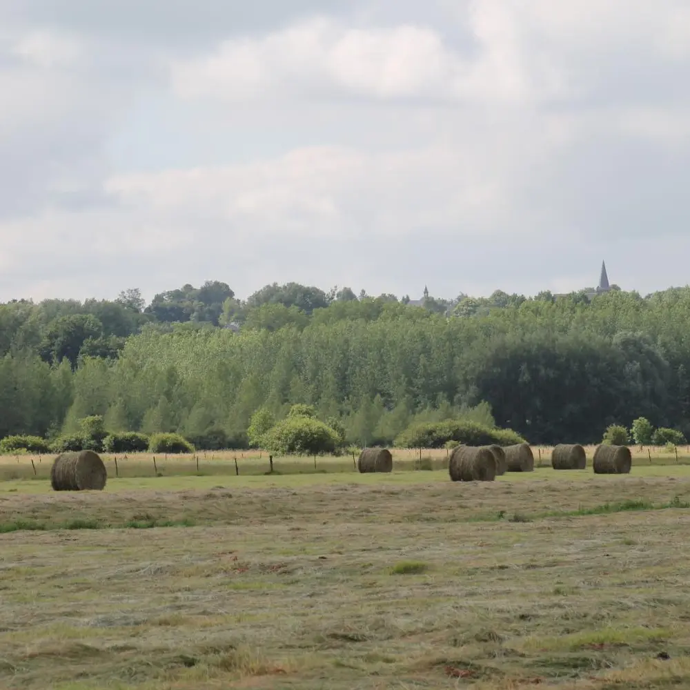 cenp_059376ori