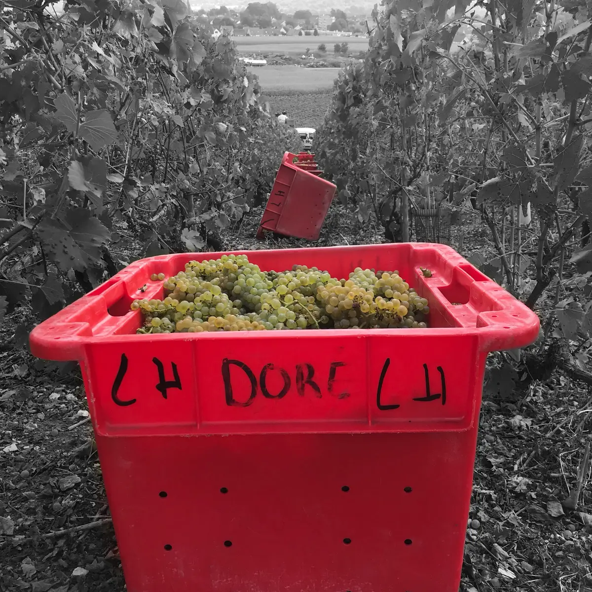 photo caisse vendanges DL