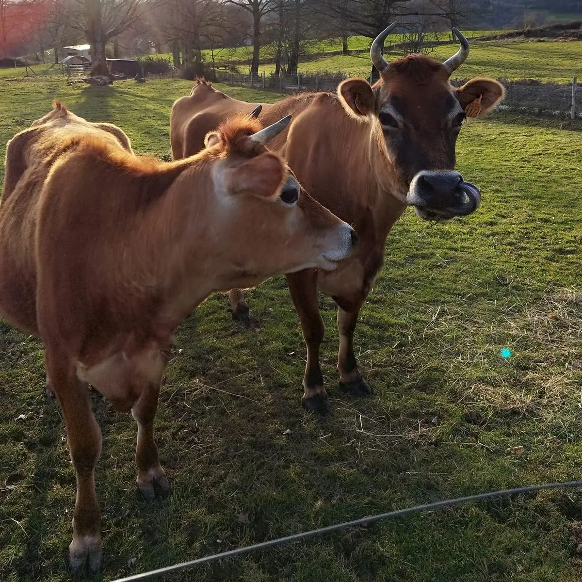 2 vaches