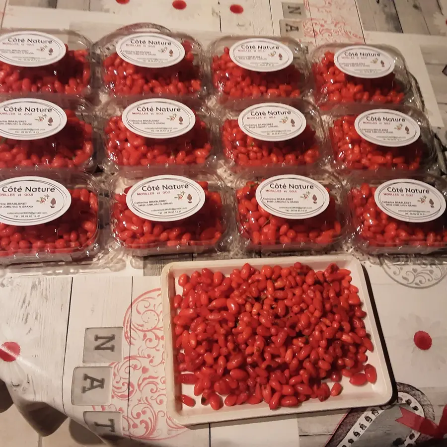 Baies de Goji