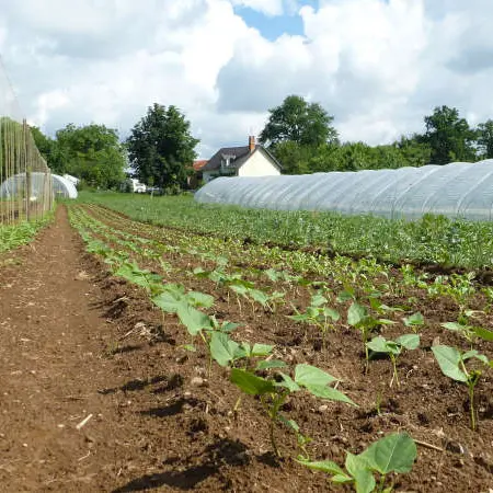 La-couronne-de-mille-legumes