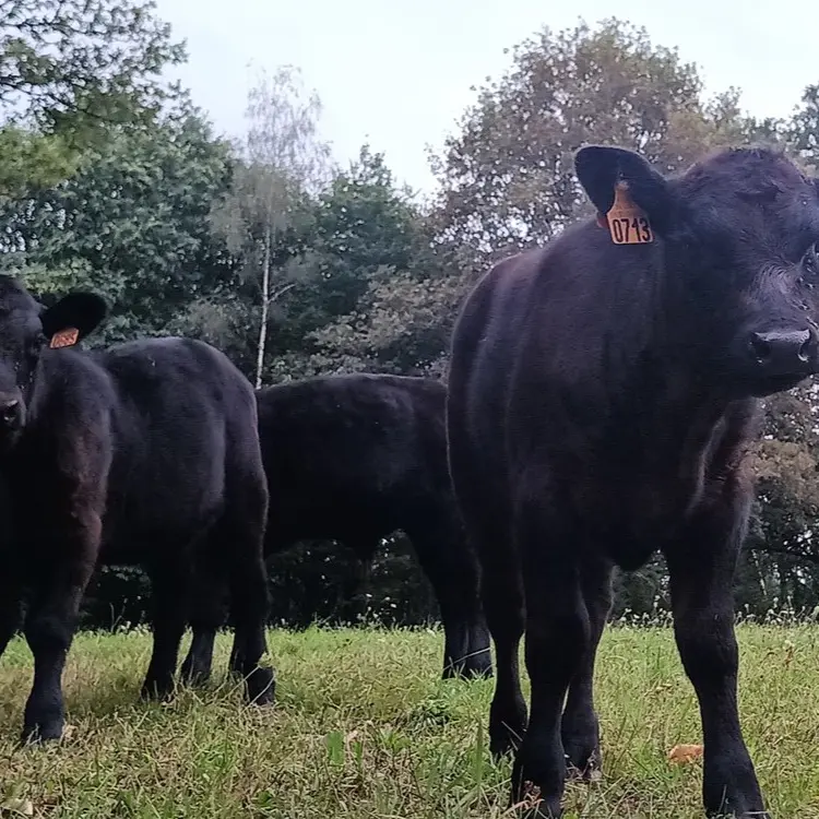 Elevage boeuf angus