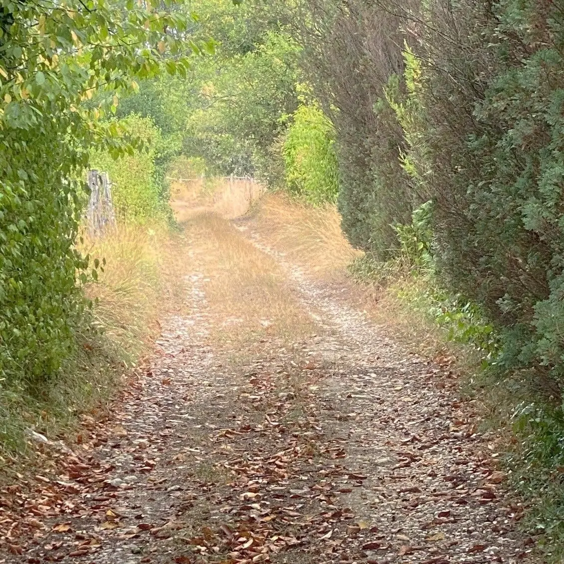 MANZAC SUR VERN-Boucle de Chabannes-Chemin