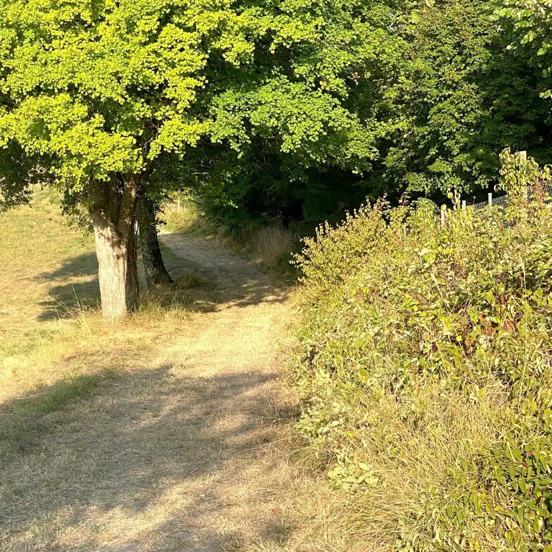 MENSIGNAC-Boucle des vergers-Chemin