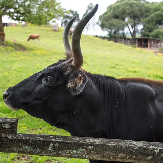 Parc du Thot Arrivee_Loups 1_Aurochs