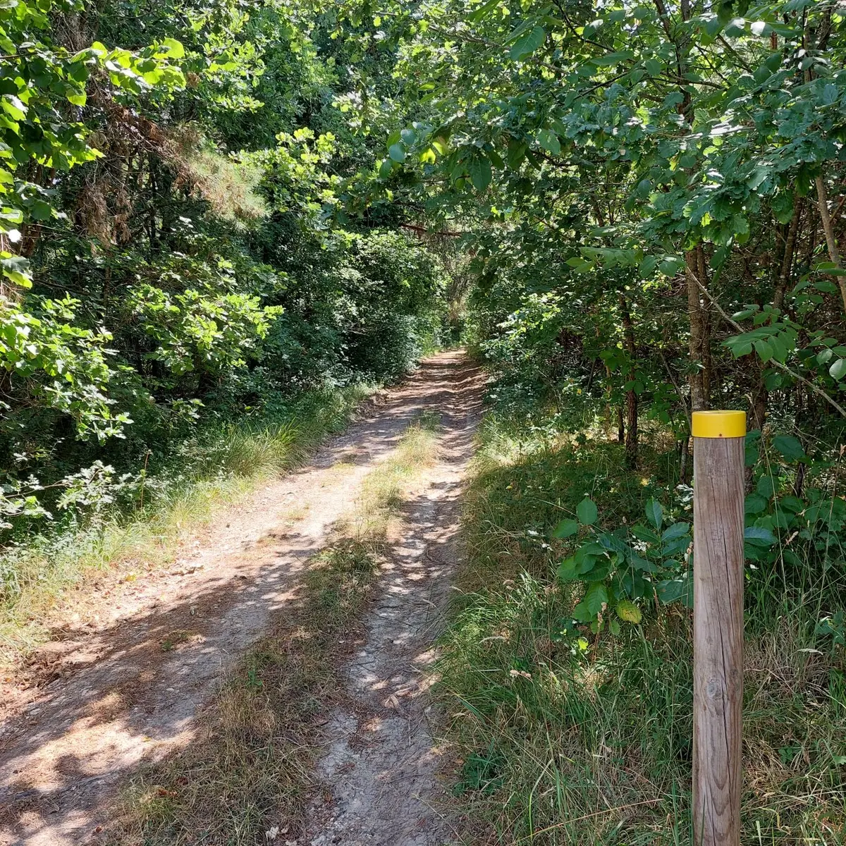 Razac-Forêt-visuel chemin poteau jaune