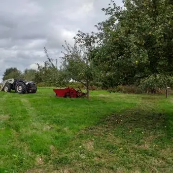 Récolte pommes