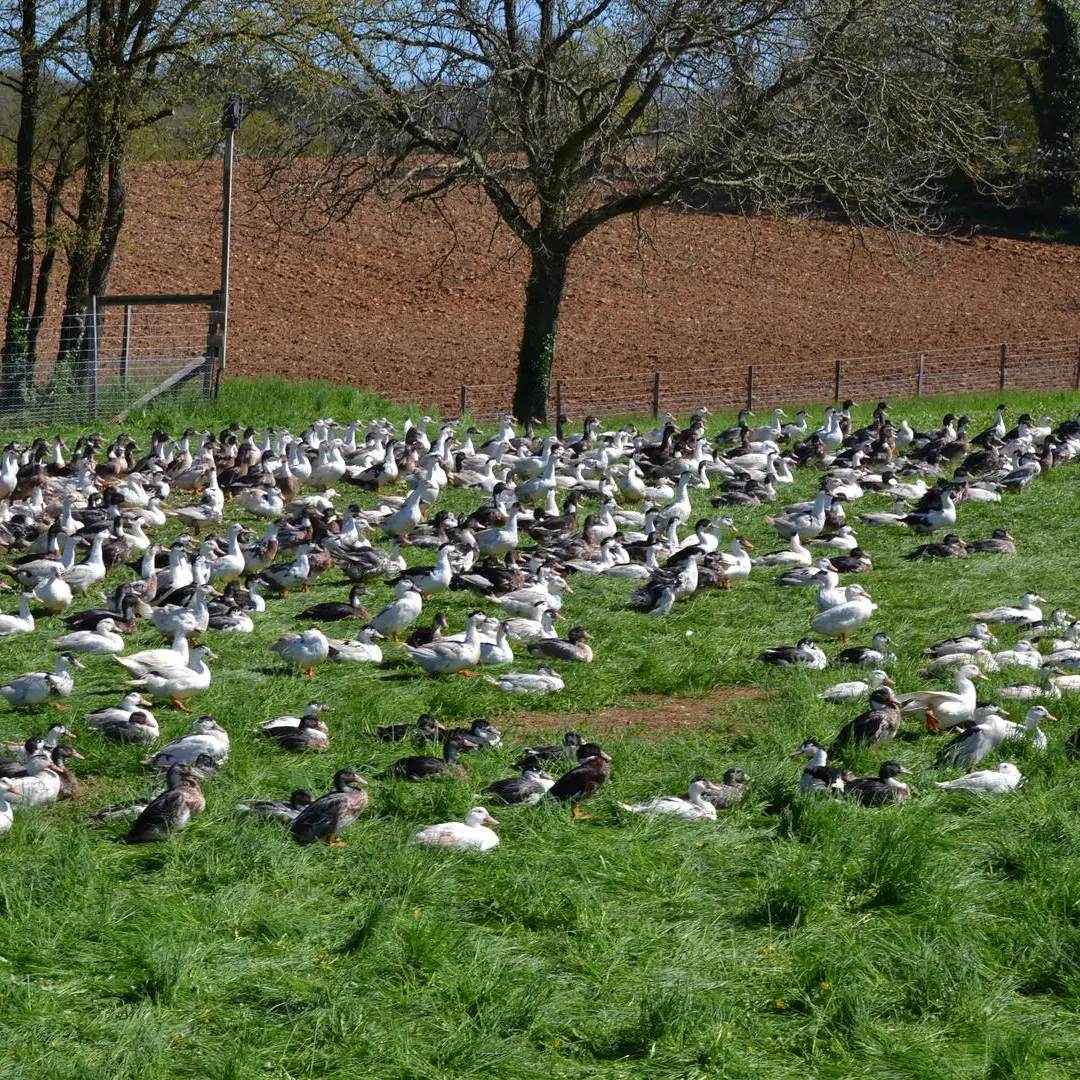 canards-en-plein-air---ferme-des-fages