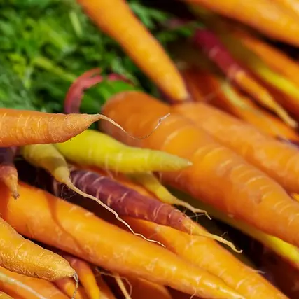 Carottes