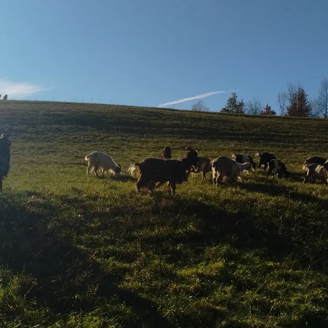 chevre