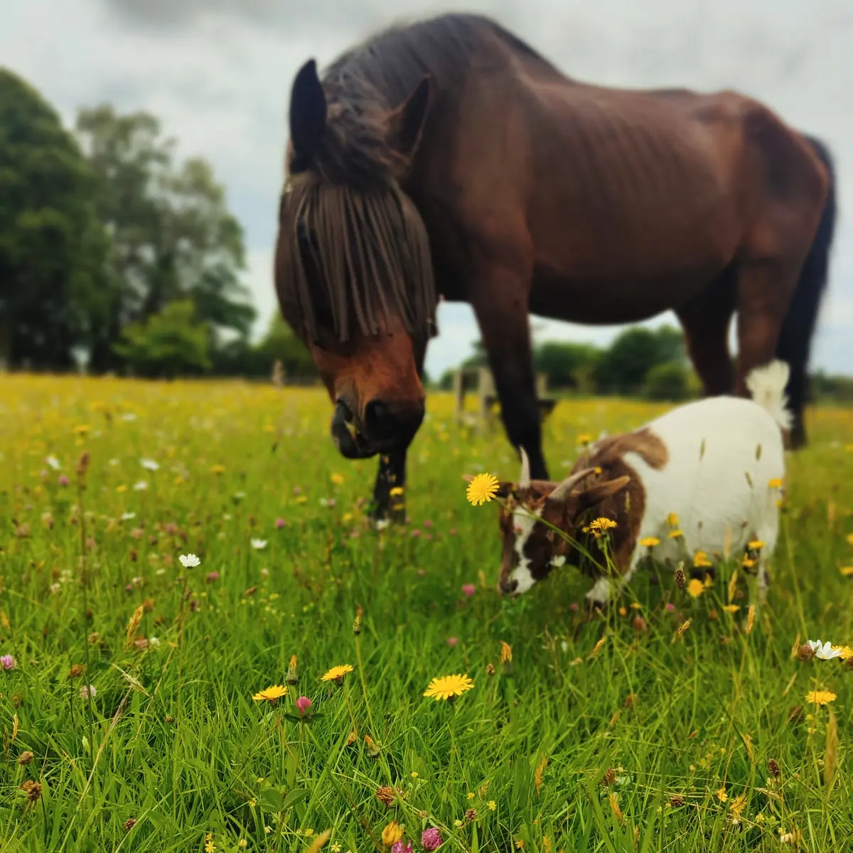 Cheval et chèvre