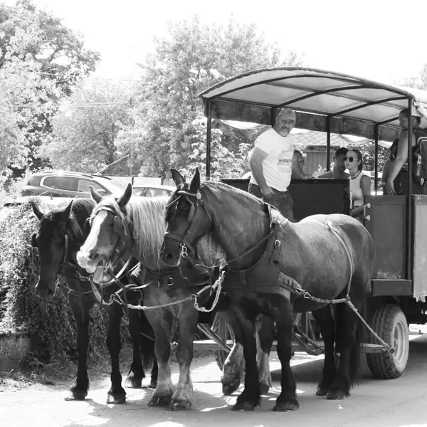 Calèche_de_Brocéliande_balade_contes_Tréhorenteuc_DestinationBrocéliande3