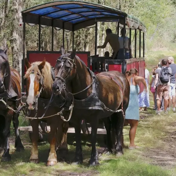 Calèche_de_Brocéliande_balade_contes_Tréhorenteuc_DestinationBrocéliande2