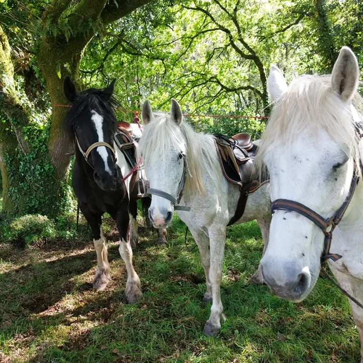 494054060_122158954598504313_8033940277503586880_n