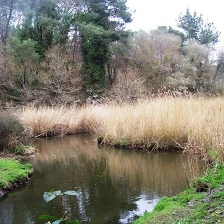 Bois de Pont Sal Plougoumelen Morbihan Bretagne Sud
