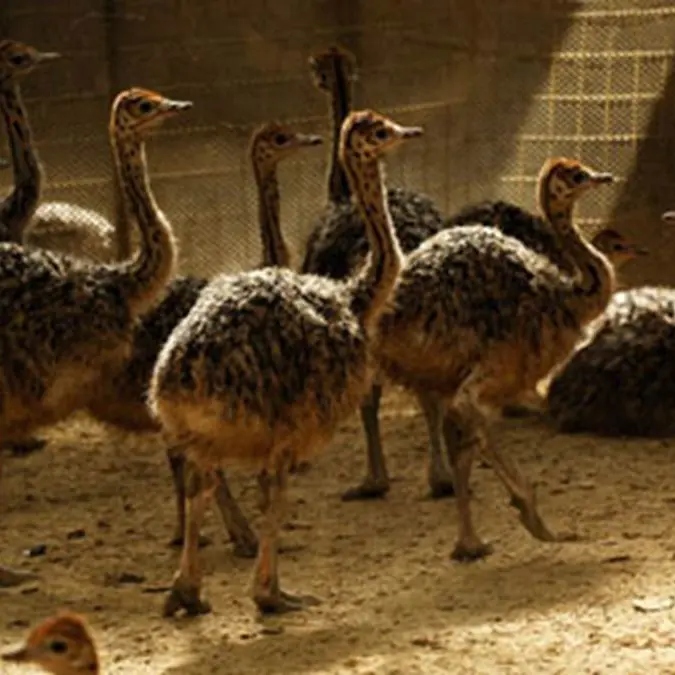 4-Ferme-d-Autruches-La-Saudraye-Guidel-Morbihan-Bretagne-Sud