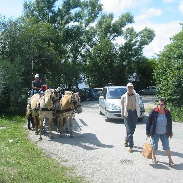 Visite balade en calèche Suscinio et ferme fromagère - L'Isle de Ruis - St Gildas de Rhuys - Morbihan Bretagne Sud