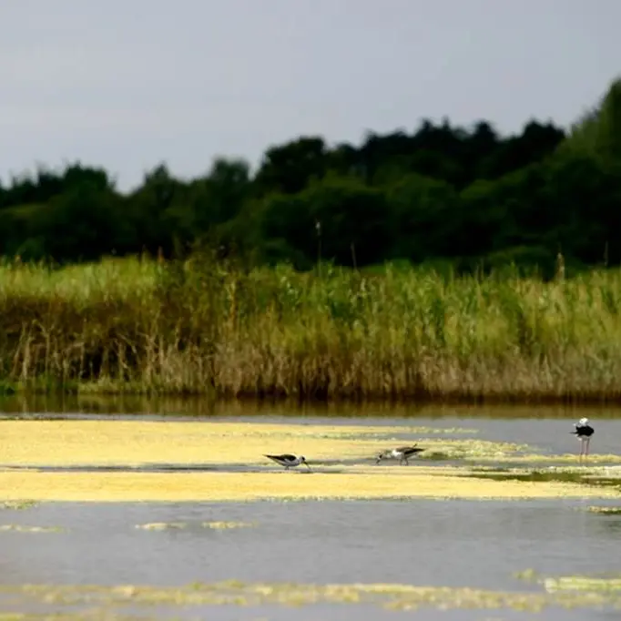Pen en Toul Larmor-Baden Morbihan Bretagne Sud