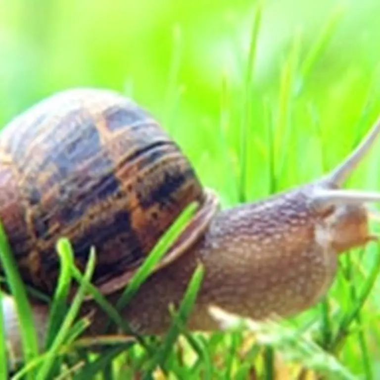 escargoterie-groix-Lorient-morbihan-bretagne-sud