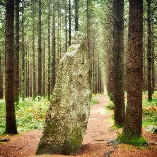 forêt camors morbihan bretagne sud
