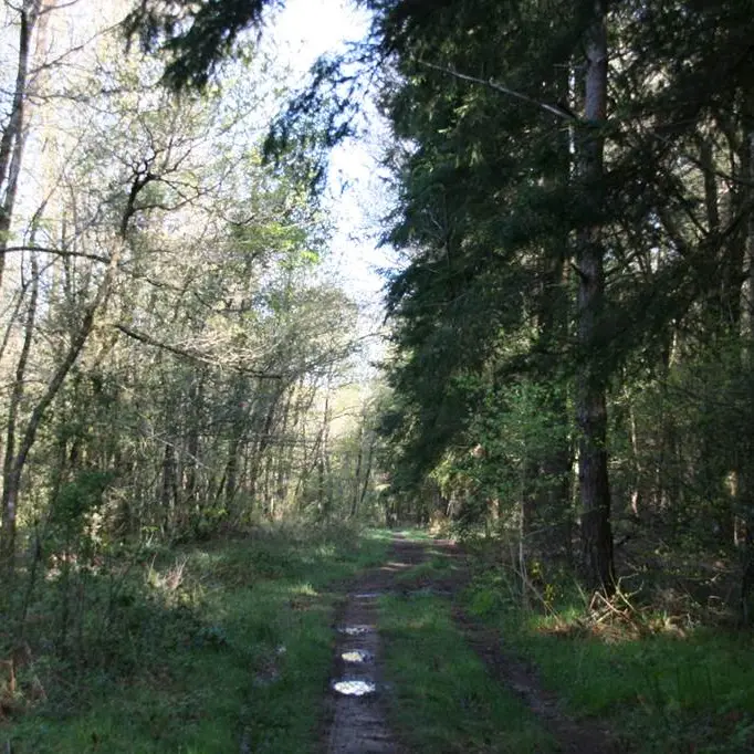 Forêt domaniale de Coeby - Trédion - Morbihan Bretagne sud