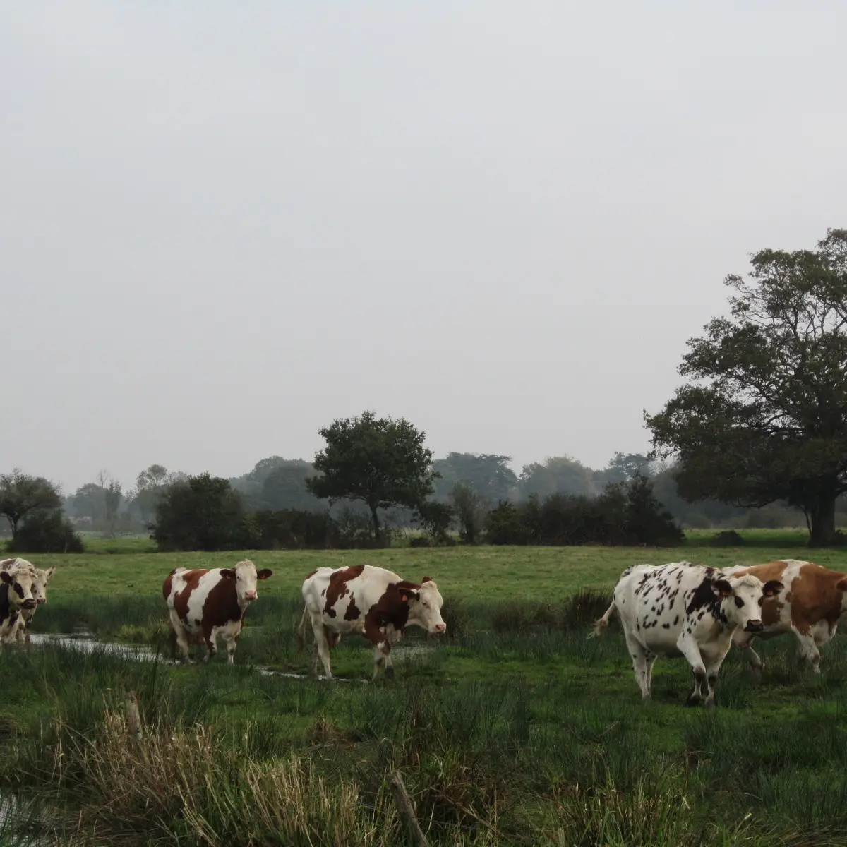 ©CC-Pays de Pont-Château_Saint-Gildas-des-Bois (3)